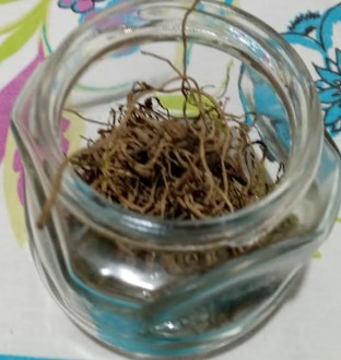 Chá de Valeriana Indicação Benefícios da Valeriana como Calmante Sono