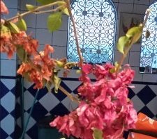 Como Fazer Muda de Primavera ou Bougainvile – Mistura de Cores