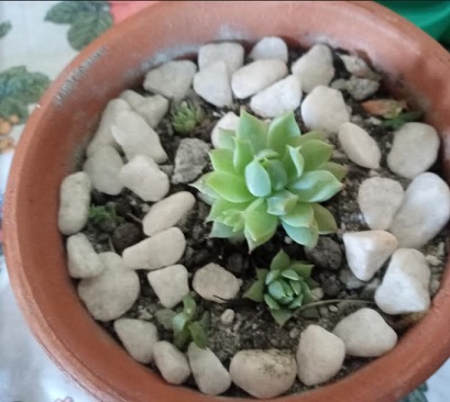 como-fazer-muda-de-suculenta-graptopetalum-macdougalli-