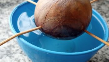 Plantar Abacate, Enraizar a Semente na Água, Plantar a Muda, frutificação