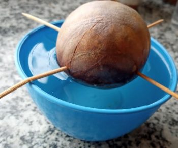 Plantar Abacate, Enraizar a Semente na Água, Plantar a Muda, frutificação