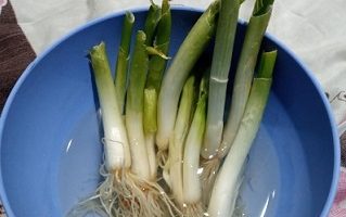 Como Plantar Cebolinha em Vaso com Semente, Muda ou Talo