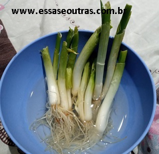 como-plantar-cebolinha-vaso-