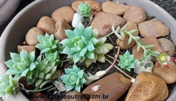 Suculenta Graptopetalum Macdougalli – Sol ou Sombra, Muda, Floração