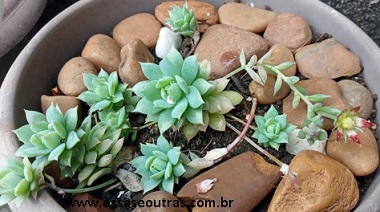 floração-da-graptopetalum-macdoughali