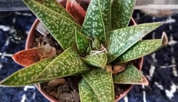 Suculenta Gasteraloe Etwin  – Foto Planta de Sombra parece Aloe