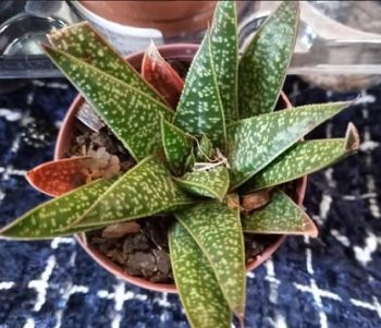 Suculenta Gasteraloe Etwin  – Foto Planta de Sombra parece Aloe