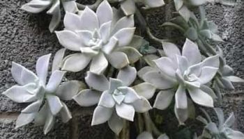 Mudas de Suculentas com Haste Floral usando Caule, Folhas Como Fazer