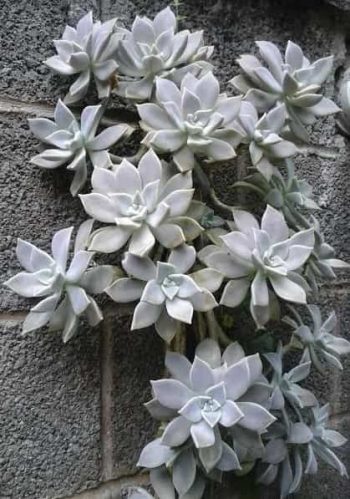 Mudas de Suculentas com Haste Floral usando Caule, Folhas Como Fazer