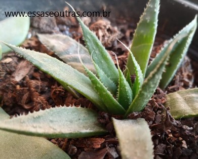 foto-suculenta-de-sombra-aloe-aristata