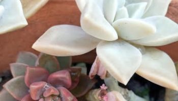 Graptosedum Bronze – Suculenta Hibrida de Graptopetalum e Sedum