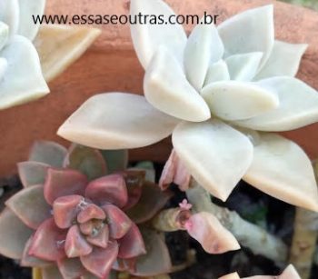 Graptosedum Bronze – Suculenta Hibrida de Graptopetalum e Sedum