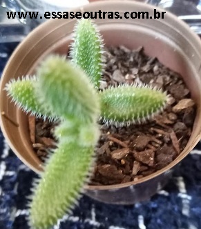 suculenta-demosperma-planta-picles-