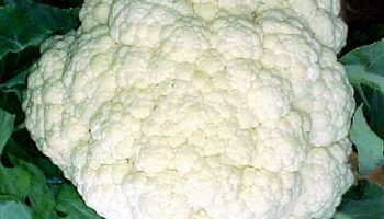 Receitas com Couve Flor Como Fazer Couve Flor Rápida Econômica, Fácil
