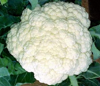 Receitas com Couve Flor Como Fazer Couve Flor Rápida Econômica, Fácil