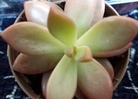  Sedum Adolphi, Golden Glow ou Nussbaumerianum – Diferenças das Suculentas