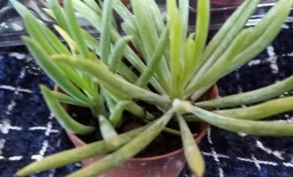 Senecio Himalaia Planta Palito Forma de Dedos – Senecio Barbertonicus