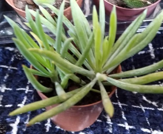 senecio-himalaia-como-cuidar-