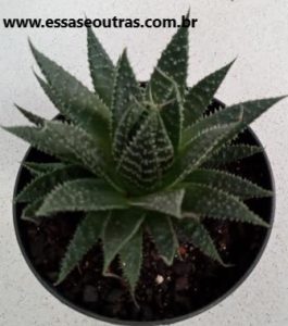 suculenta-de-sombra-aloe-aristata-rabo-de-tatu-
