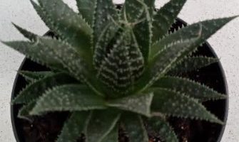 Suculenta de Sombra – Rabo de Tatu, Aloe Longiaristata,  Aloe Aristata