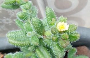 Planta Picles Delosperma Pruinosum, Delosperma Echinatum Como Cuidar