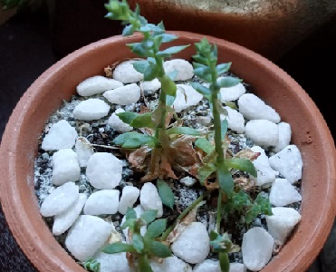 suculenta-graptopetalum-macdougall-estiolada-sem-luz-