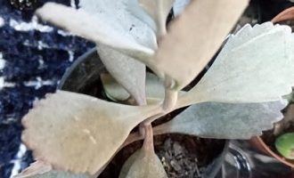 Kalanchoe Prateada Calanchoe Anão de Folhas Cinza Kalanchoe Pumila