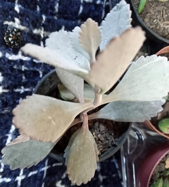 Kalanchoe Prateada Calanchoe Anão de Folhas Cinza Kalanchoe Pumila