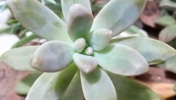 Graptosedum Francesco Baldi ou Suculenta Blue Pearl – Como Cuidar