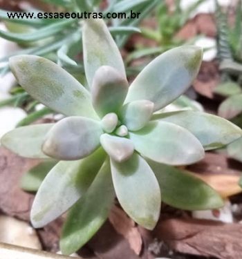 Graptosedum Francesco Baldi ou Suculenta Blue Pearl – Como Cuidar