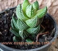 Haworthiopis coarctata Haw. – Suculenta Folhas Duras com Pintas Brancas