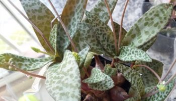 Jacinto de Madeira, Escila, Squill de Prata Suculenta Ledebouria Socialis