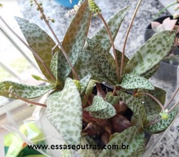 Jacinto de Madeira, Escila, Squill de Prata Suculenta Ledebouria Socialis