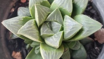 Estrela de Diamantes – Haworthia Retusa (L.) Duval – Fazer Muda e Cuidar