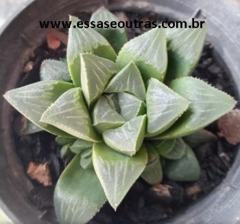 Estrela de Diamantes – Haworthia Retusa (L.) Duval – Fazer Muda e Cuidar