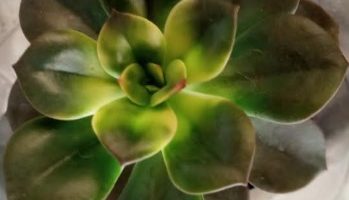 Suculenta Echeveria Chroma – Foto Como Identificar Echeveria Melaco