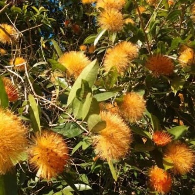 foto-flor-esponja-de-ouro-flor-da-amizade-