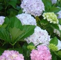 Flor da Hortência – O que Define a Cor Rosa, Azul ou Roxa – Cuidados