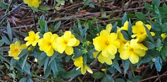 jasmim-amarelo-foto-da-floração-flor-