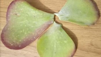 Orelha de Elefante – Fazer Muda da Kalanchoe Luciae ou Thyrsiflora?