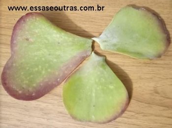 Orelha de Elefante – Fazer Muda da Kalanchoe Luciae ou Thyrsiflora?
