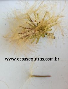 foto-da-semente-da-esponja-de-ouro-