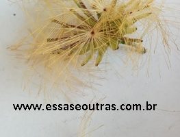 Esponja de Ouro Árvore com Flor Redonda e Amarela Foto das Sementes