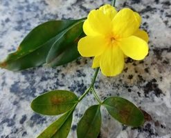 Jasmim Amarelo e Jasmim de Inverno – Como Cuidar e Diferenças