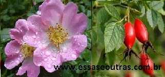 flor-da-rosa-mosqueta-óleo-medicinal