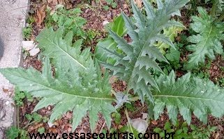 Plantar Alcachofra por Semente e ou por Muda – Cultivo de Alcachofra