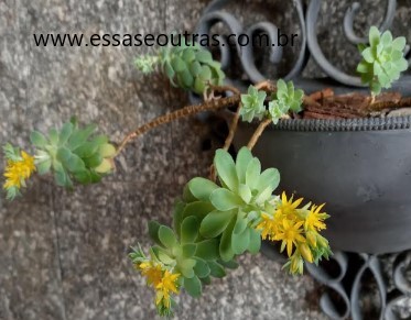 sedum-palmeri-com-pulgão-preto-como-combater-