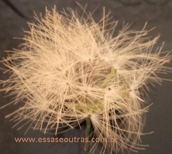 esponja-de-ouro-seca-sementes-foto-