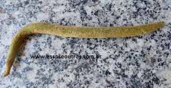 Sementes do Ypê Amarelo – Como Germinar e Fazer Muda de Ypê