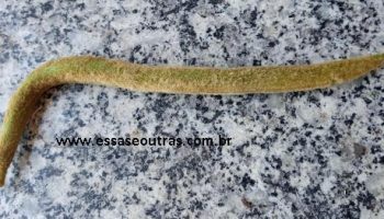 Sementes do Ypê Amarelo – Como Germinar e Fazer Muda de Ypê